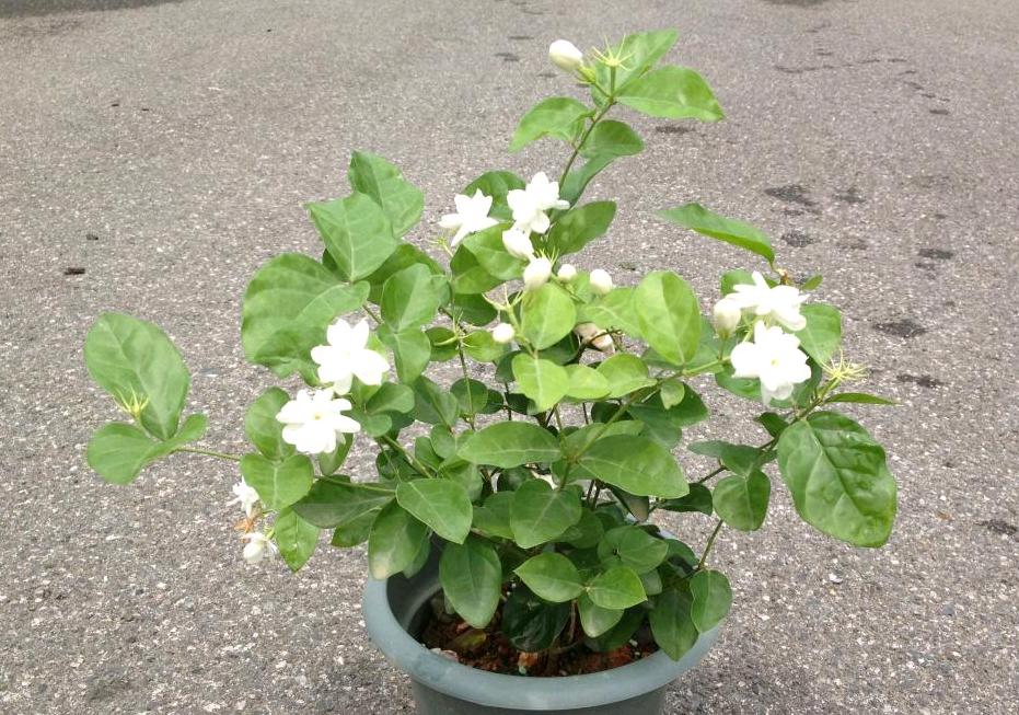 茉莉花盆栽怎么养,茉莉盆栽有多种花瓣吗茉莉花有多彩花瓣吗?"