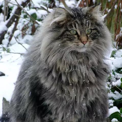 狮子猫成都市哪里有卖呀