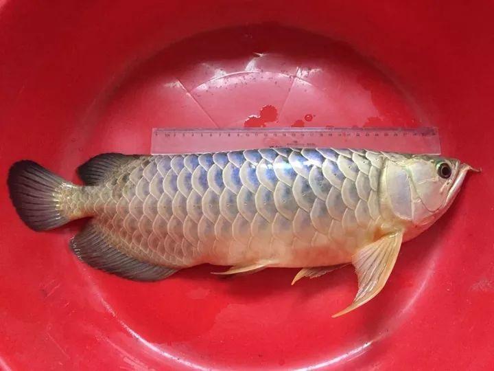 龙鱼立鳞的图片:从印尼买龙鱼回来