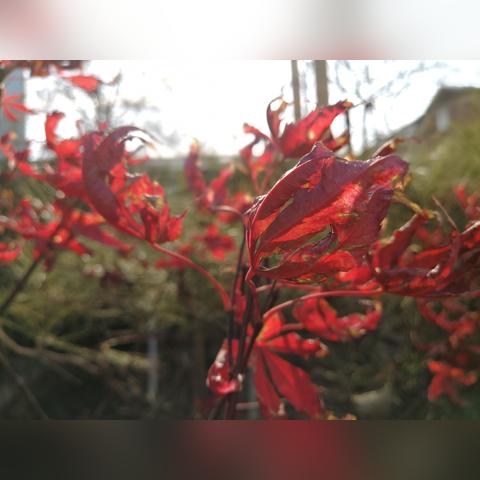 济南市区有哪些野生树