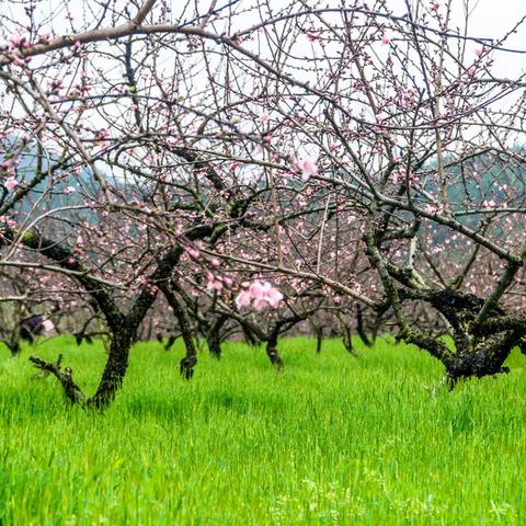 桂林市山水农家乐有哪些