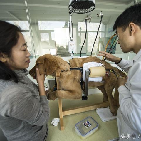 沈阳免费领养金毛相关长尾关键词有哪些