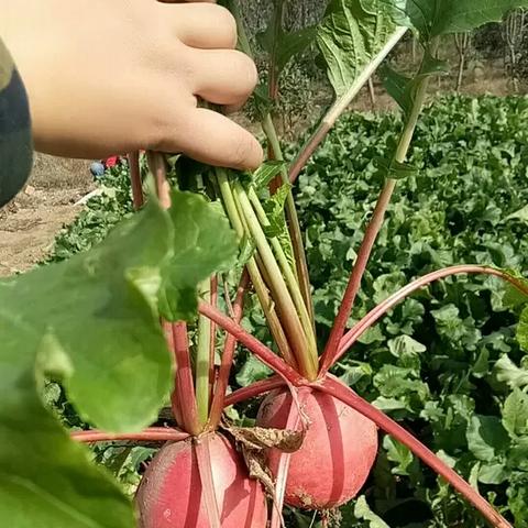 长沙市益阳市什么好吃