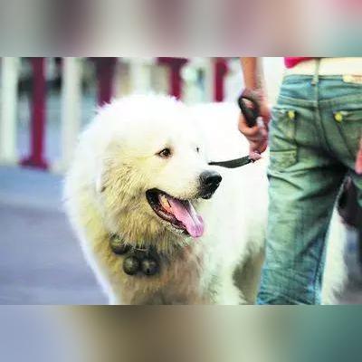 成都市哪里买狗市场