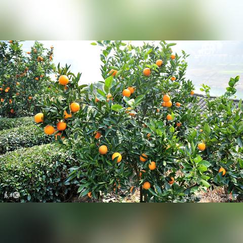 桂林资源各乡镇面积相关长尾关键词有哪些