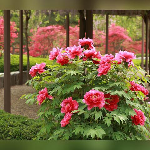 植物大战僵尸pc（植物大战僵尸PC，经典游戏的魅力与策略）