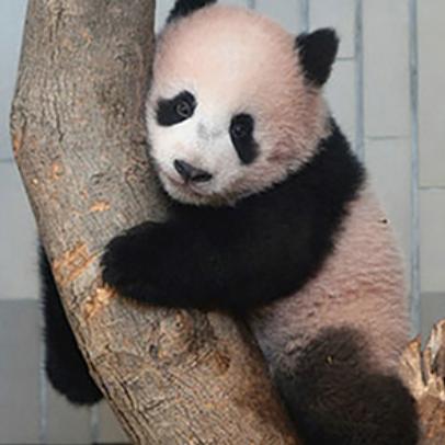 小兔子乖乖儿歌视频大全.小兔子乖乖儿歌视频大全播放熊猫吃竹子? 小兔子乖乖儿歌视频大全.小兔子乖乖儿歌视频大全播放熊猫吃竹子?