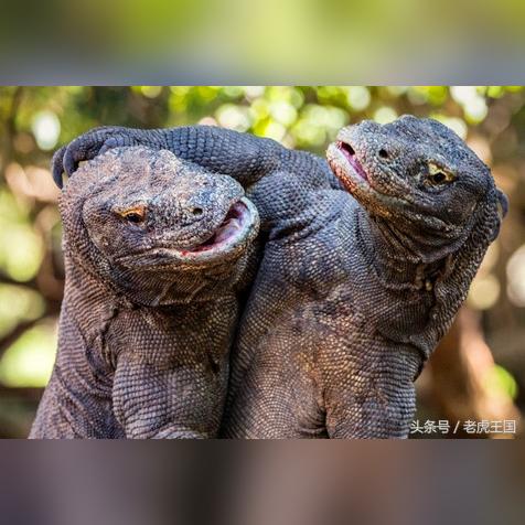 野猪河北保定市的长尾关键词有什么