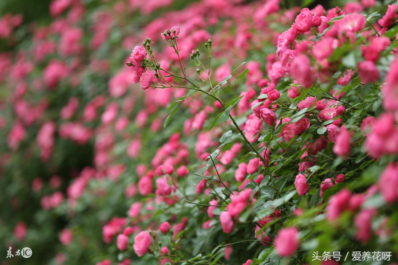 盆栽蔷薇花如何翻盆,野蔷薇下山桩移栽多久生根?"