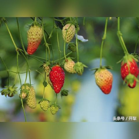 吉林冬天什么水果好卖