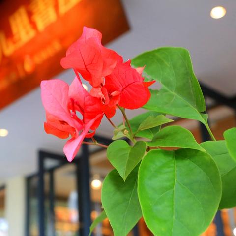 【海边书店天津】长尾关键词有什么