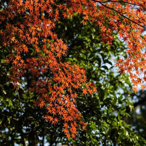 苏州市5号线什么颜色