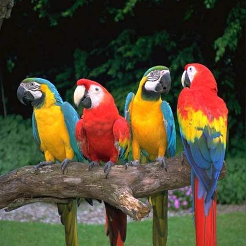 南宁市迷你金刚鹦鹉的相关长尾关键词有哪些