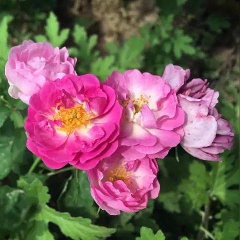 菏泽市五一劳动模范的长尾关键词有什么