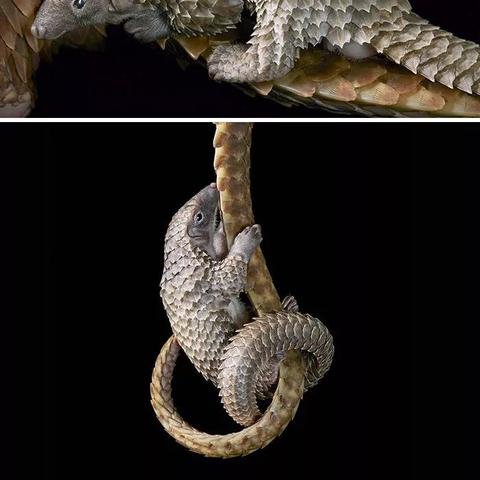 最漂亮花朵图片大全的长尾关键词有什么