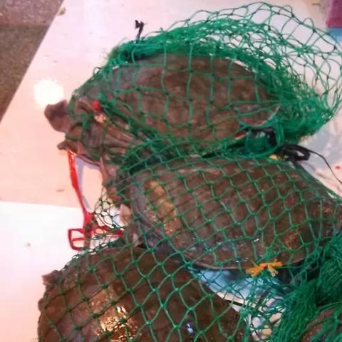 临沂市熟甲鱼哪里有卖
