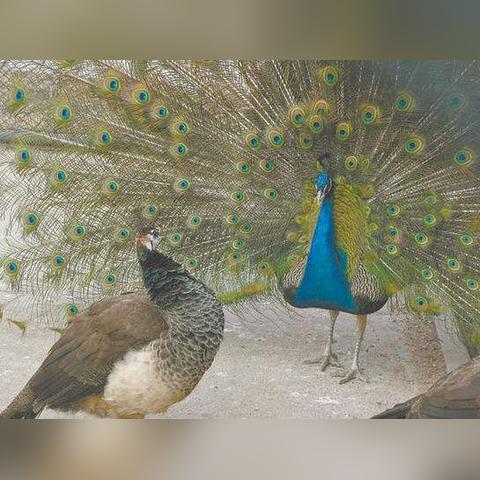 深圳奢侈别墅相关长尾关键词有哪些