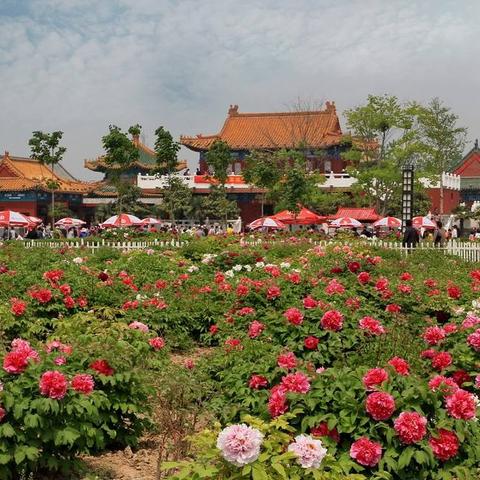 菏泽市旅游证在哪里办