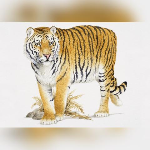 生肖兔的男人运势(生肖兔的男人运势好吗)