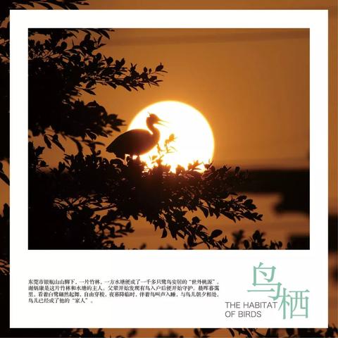 东莞市观赏鸟市场在哪里