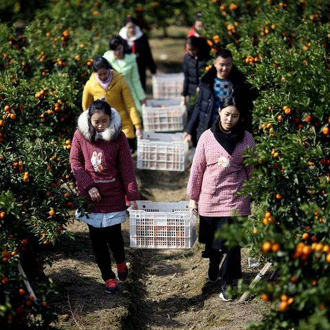 桂林砂糖橘采购价格相关长尾关键词有哪些