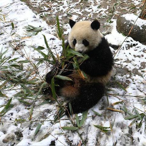 成都市熊猫谷怎么去地铁的长尾关键词有什么
