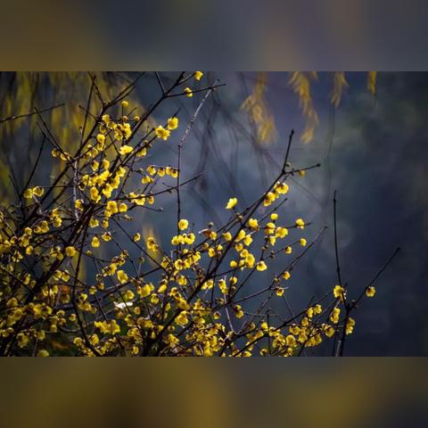 无锡市梅花景区的长尾关键词有哪些