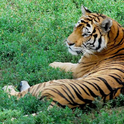 生肖运势虎每日运势播报(生肖虎今日运势一周)