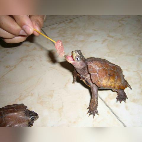 石家庄市枫叶那里多的长尾关键词有哪些