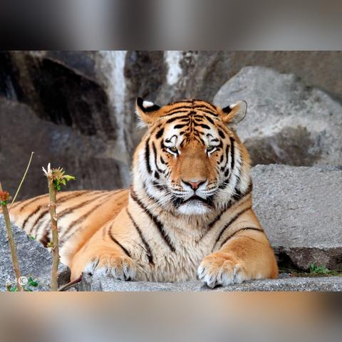 生肖虎每日运势揭秘图表(生肖虎今日运势查询麻将占卜)