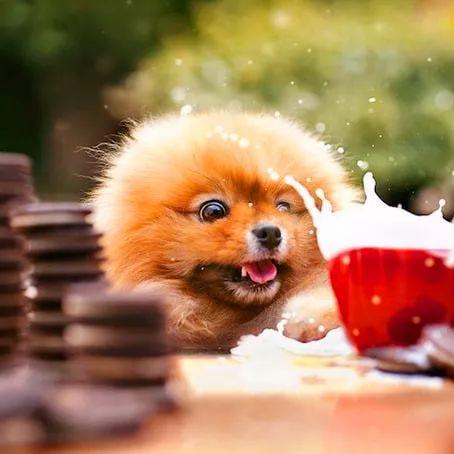 广州治愈犬的相关长尾关键词有哪些