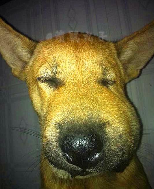 梦到被蛇咬，身上肿了的深层寓意与心理解析