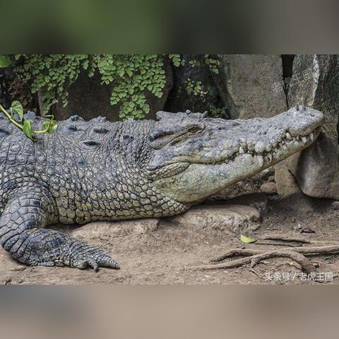 咸水鳄和淡水鳄的区别/咸水鳄厉害吗