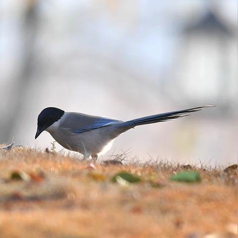 济南郎飞相关长尾关键词有哪些