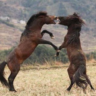 十二生肖属马事业运势(生肖马事业运最好的年龄)