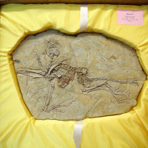 牙齿化石的图片大全的长尾关键词有哪些