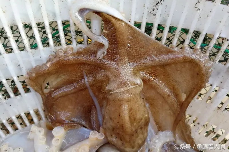 白糖加盐怎么调出海鲜味 花甲怎么炒出海鲜味儿