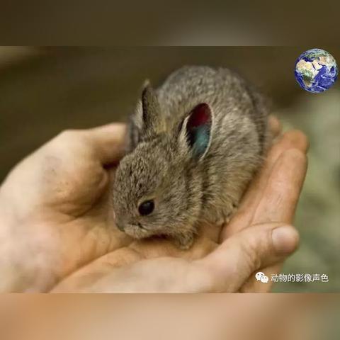 兔子动态图片大全的长尾关键词是什么