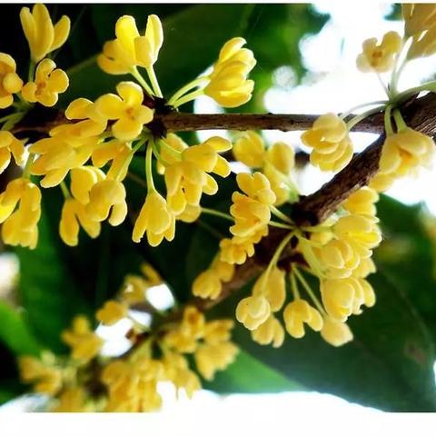 苏州市市花是什么花1