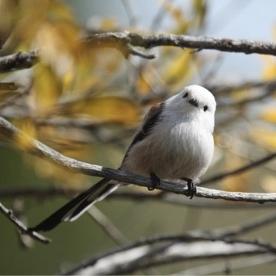 科研狗网站的长尾关键词有什么