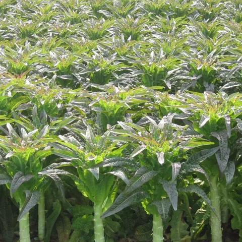 桂林市香葱煎蛋店地址在哪里