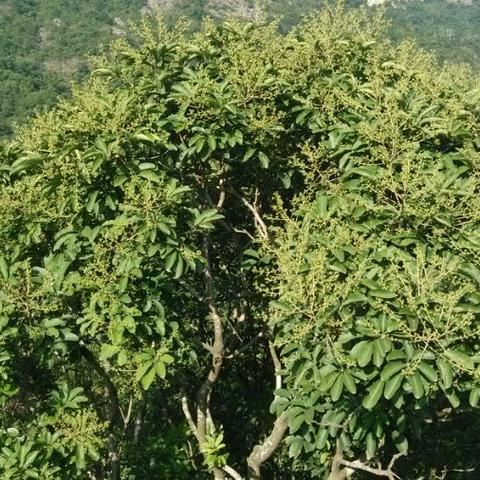 揭阳7月气温的长尾关键词有什么