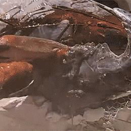 地心魔怪 电影免费观看的长尾关键词有什么