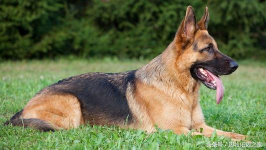 Golden Retriever, Labrador Retriever, and German Shepherd Trio Names for Pets