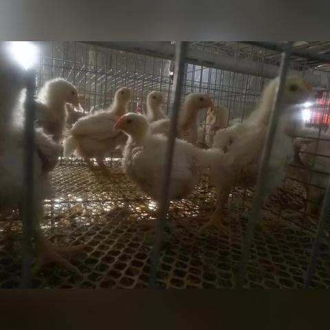 临沂市冷冻猪大肠批发的长尾关键词有什么