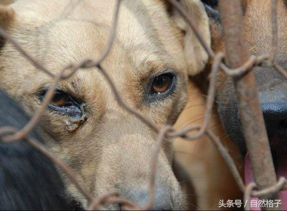 狗肉美食有什么（无锡哪里有狗肉馆啊）