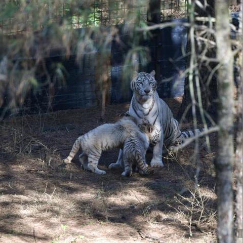 昆明市野生动物园在哪里