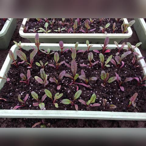 杭州种植牙哪家好的相关长尾关键词有哪些