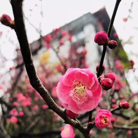 桂林市哪里有梅花树卖呀