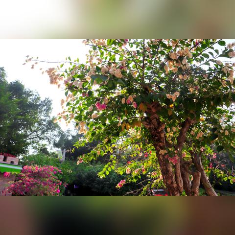 厦门市鲜花团购电话多少